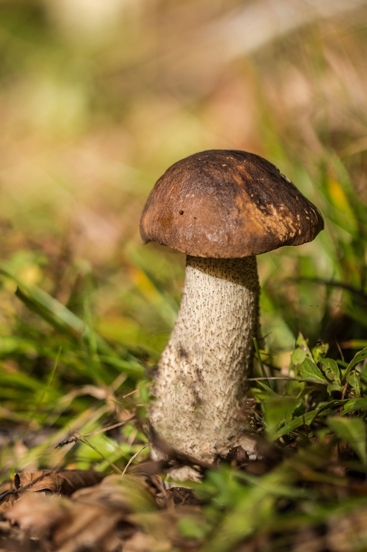 Birkenpilz 20141014-1.jpg