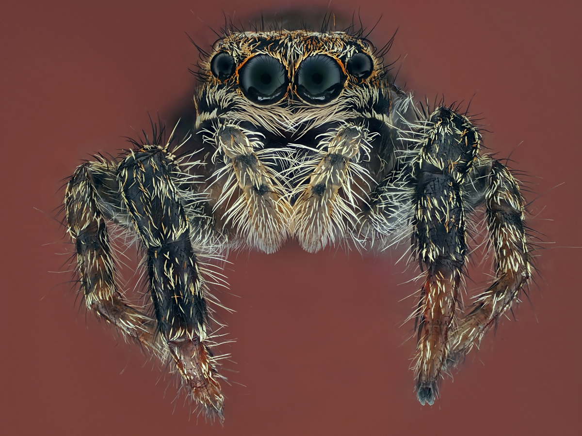 Spinne-Vorne-351-st-0,01mm-.jpg