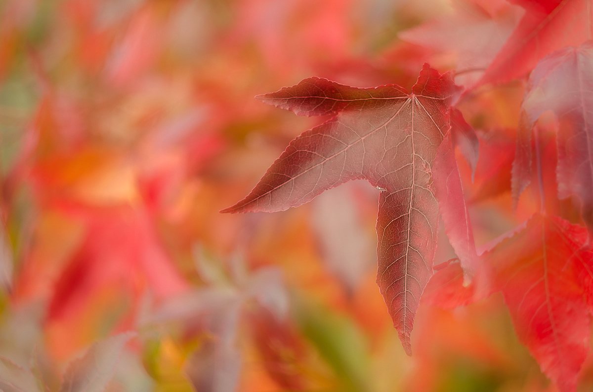 DSC_0063-1_filtered-1200-1200-2.JPG