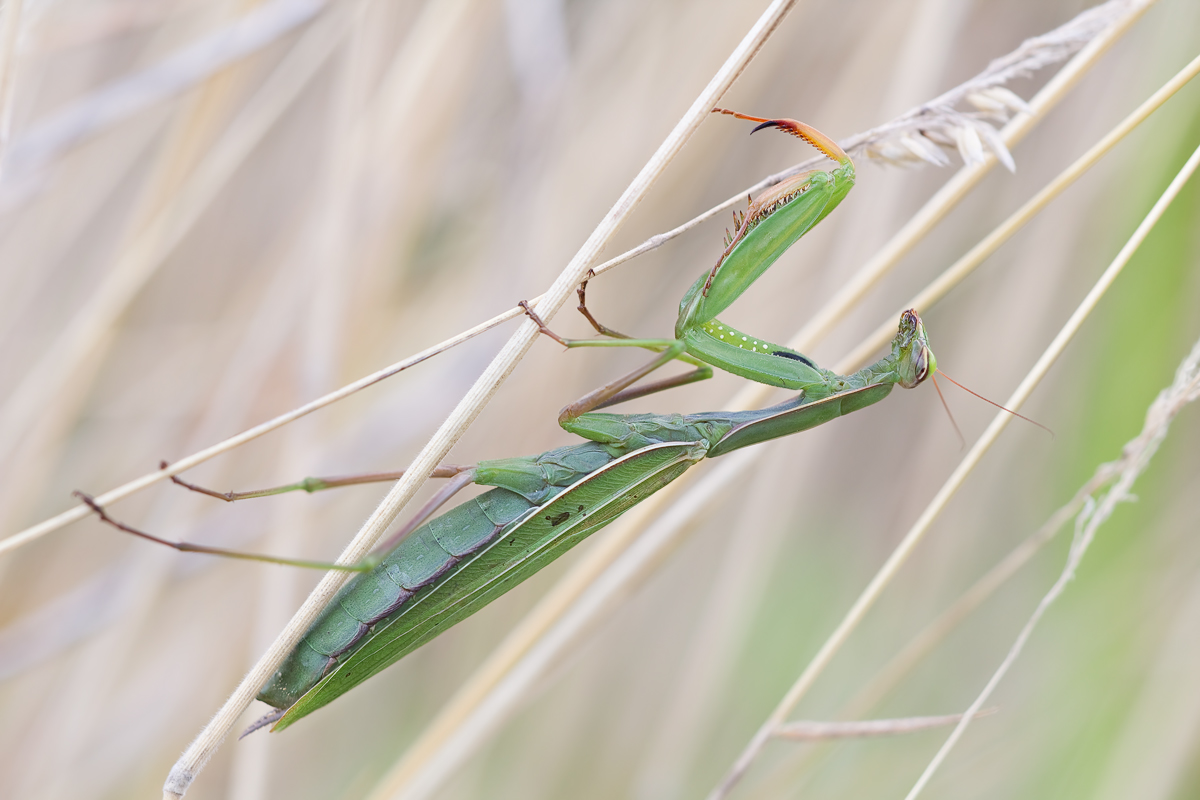 IMG_5576_4.5_1.50_200_Mantis_BD.jpg