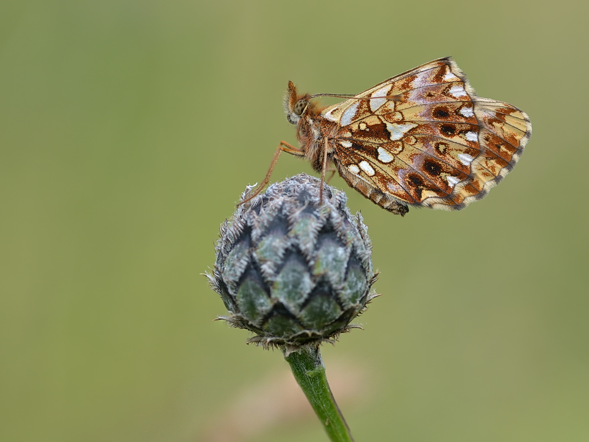 07228s2_dia_Boloria_Magerrasen-Perlmutterfalter_2014-07-05_RL1.jpg