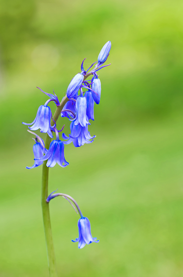 Hyacinthoides1_1.jpg