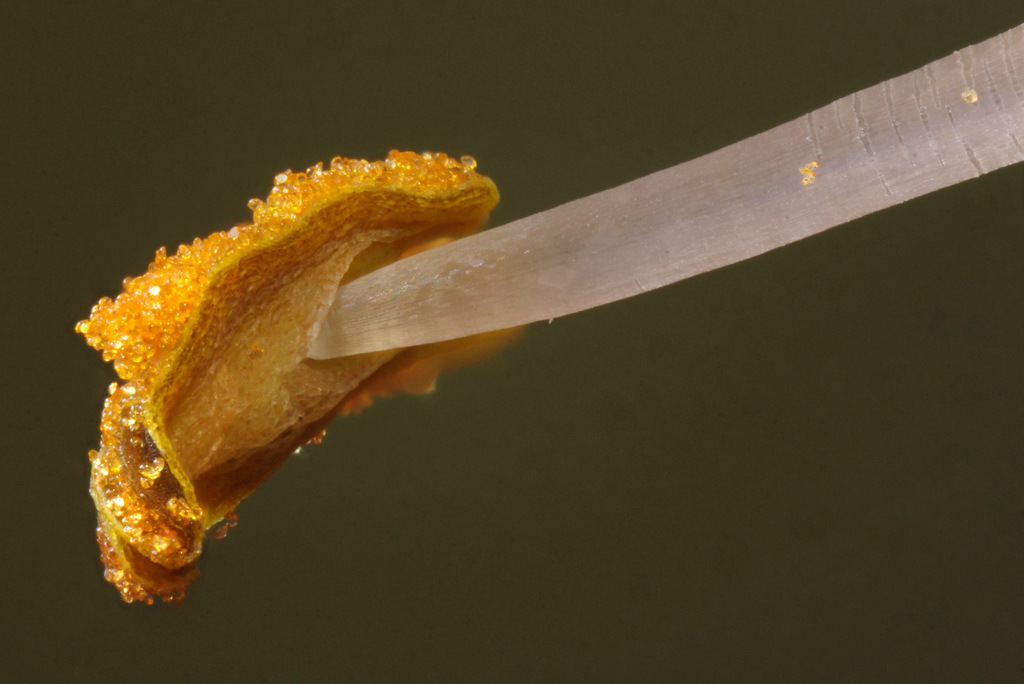 Krautige_Pflanzen_A_C_s-219 - Kopie-001.jpg