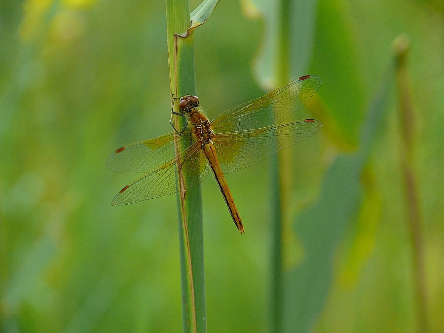7 Sympetrum flaveolum  Gefleckte Heidelibelle weibchen (17).JPG