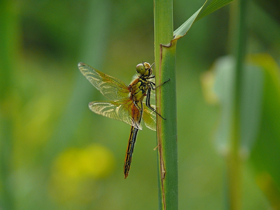 8 Sympetrum flaveolum  Gefleckte Heidelibelle weibchen (20).JPG