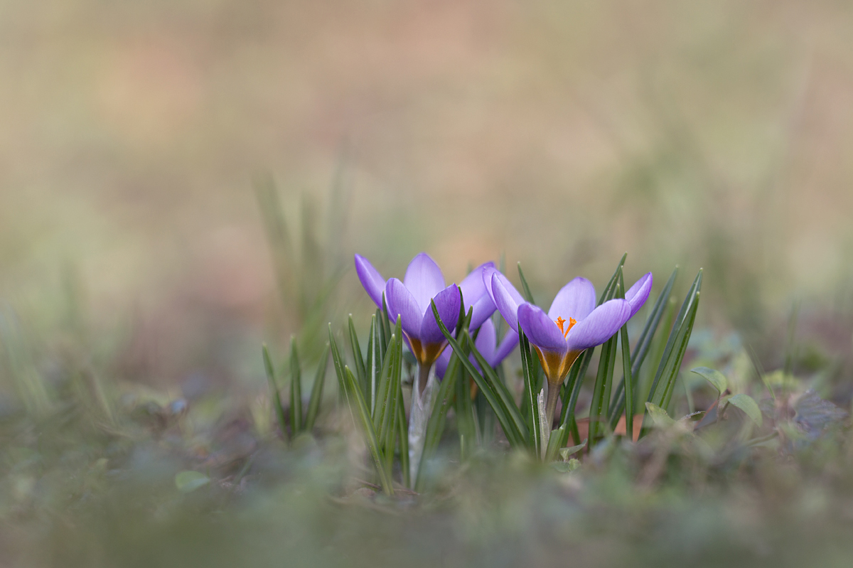 Krokusse lila.jpg