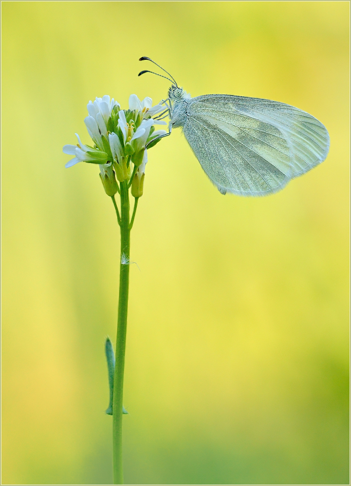 image Erwin_Tiller_sinapis_reali_oder_leptidea.jpg