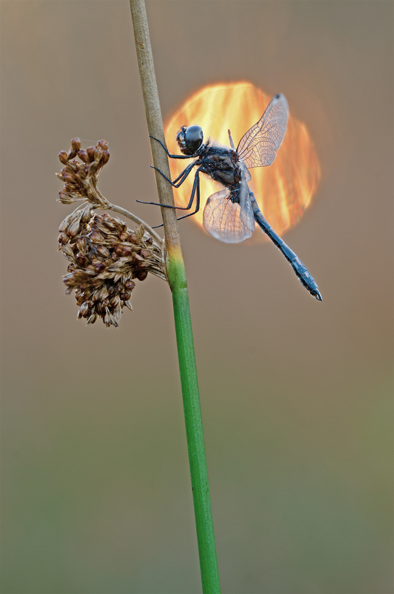 sympetrum danae 1.jpg