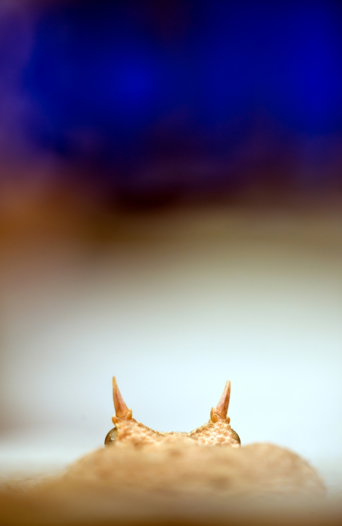 MB8_5581 Kopie a verkl..jpg