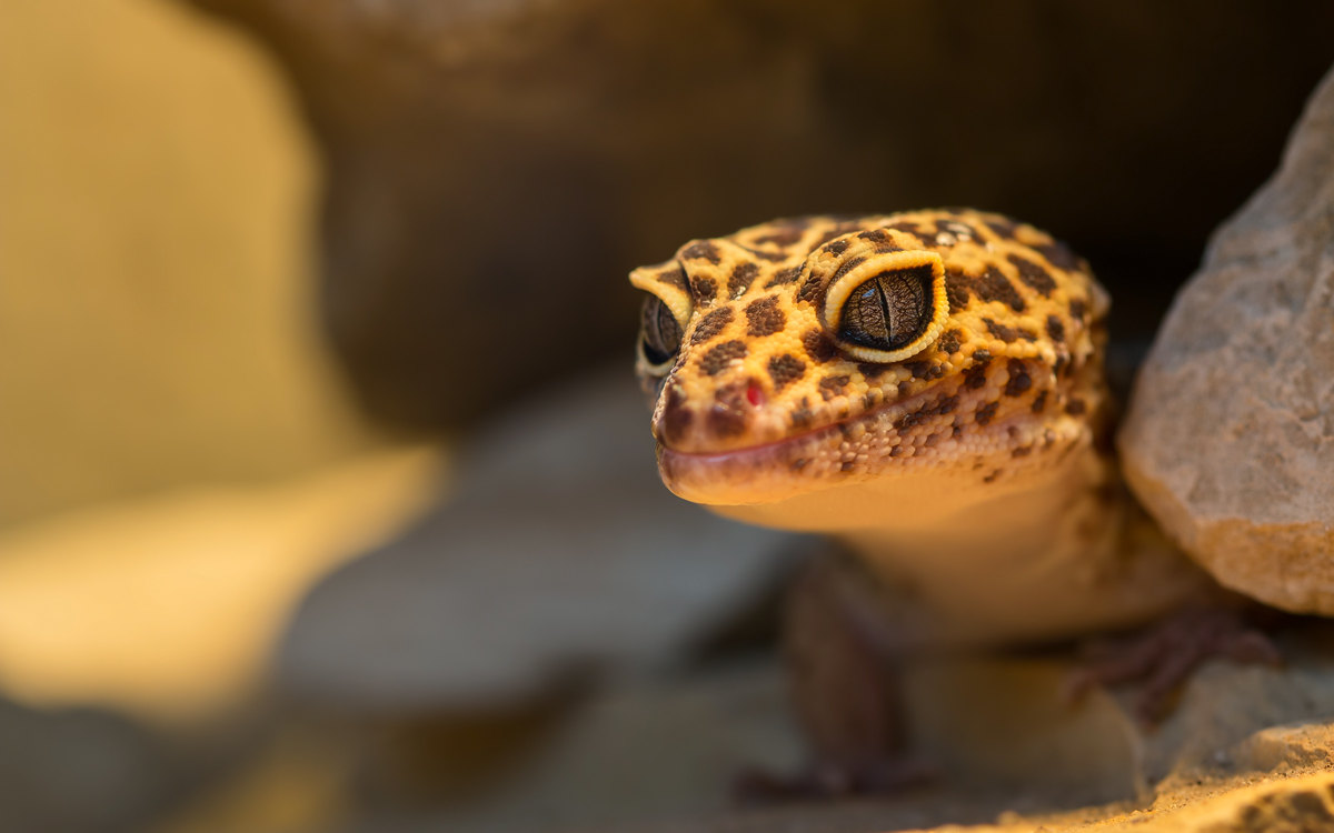 Leopard-Gecko.jpg