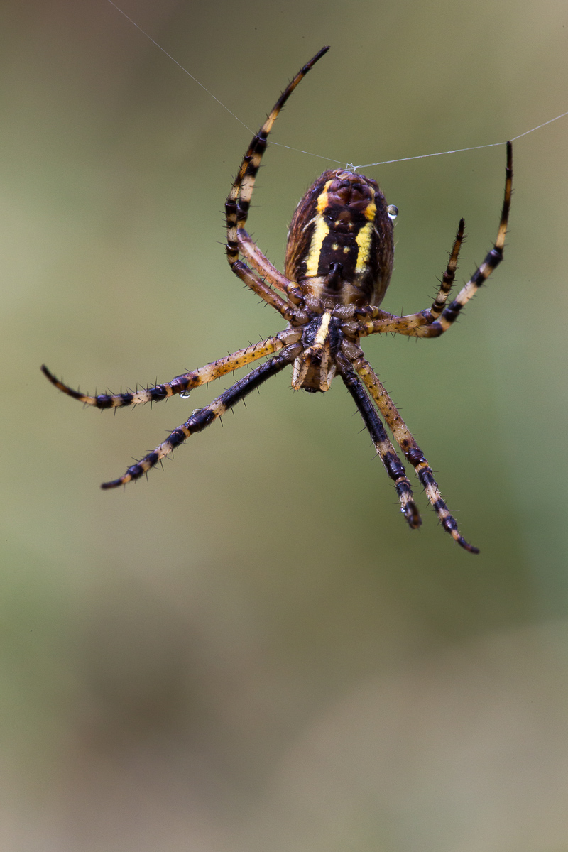 Spinne 15 (1 von 1).jpg
