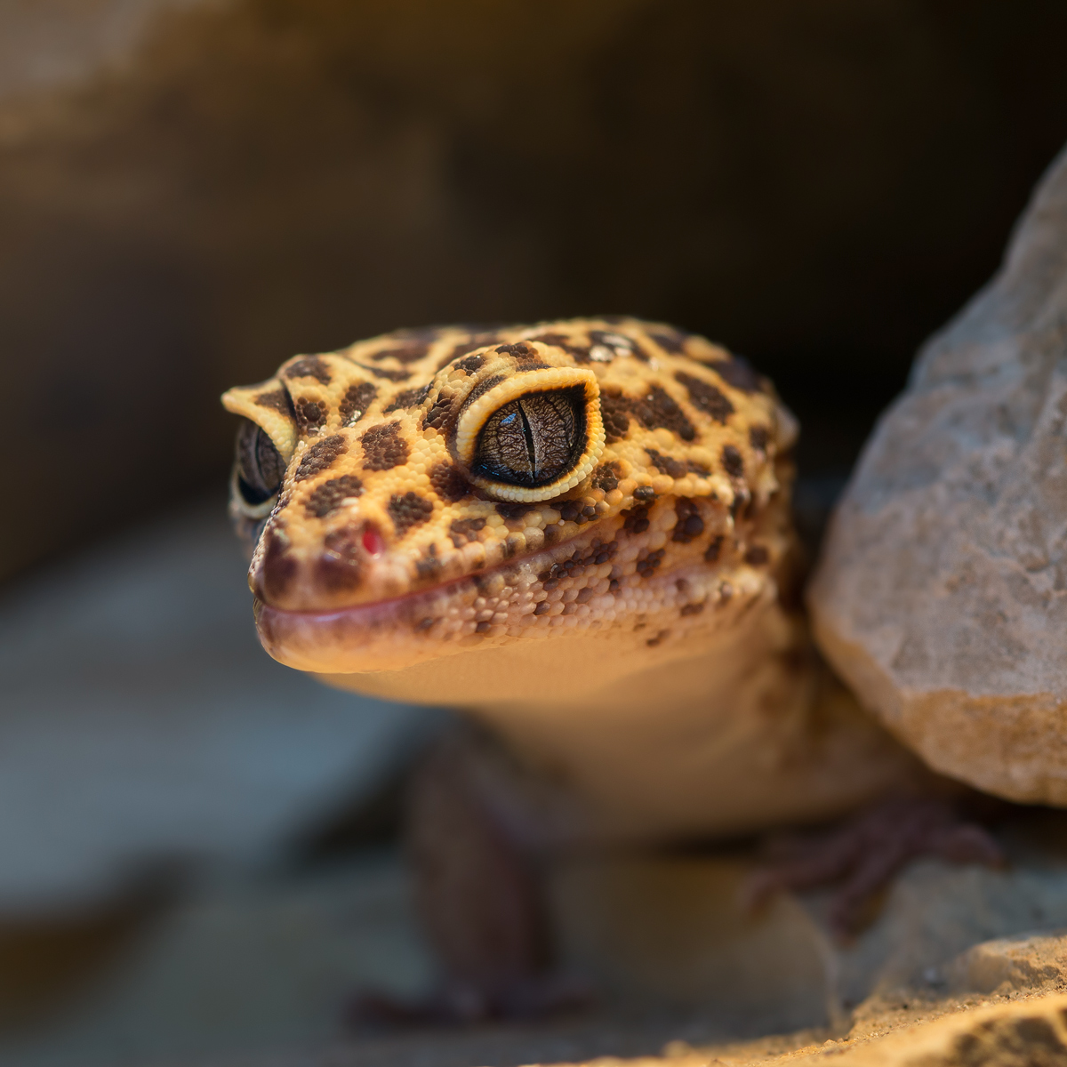Leopard-Gecko-Quadrat.jpg