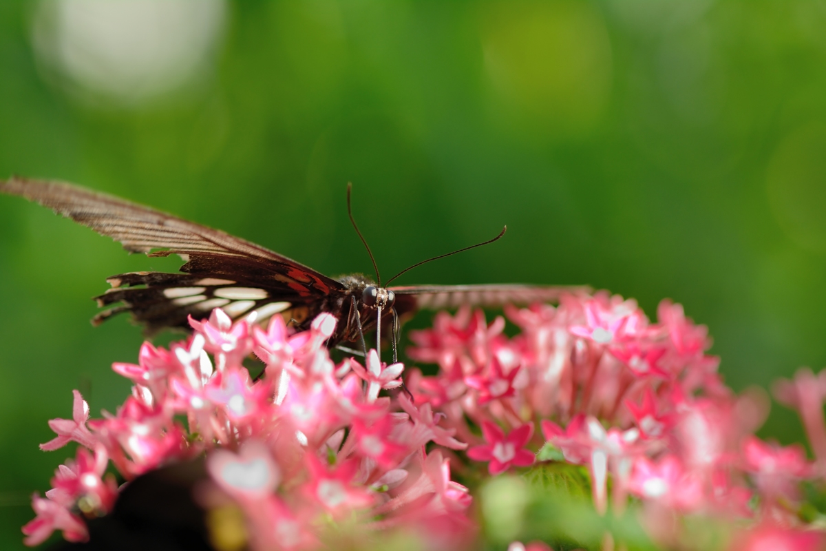 DSC_0478.jpg