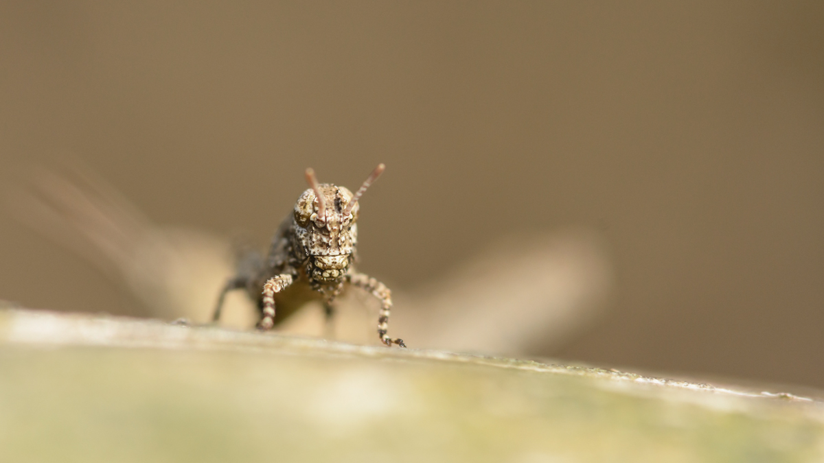 Mir-20140525-8531.jpg