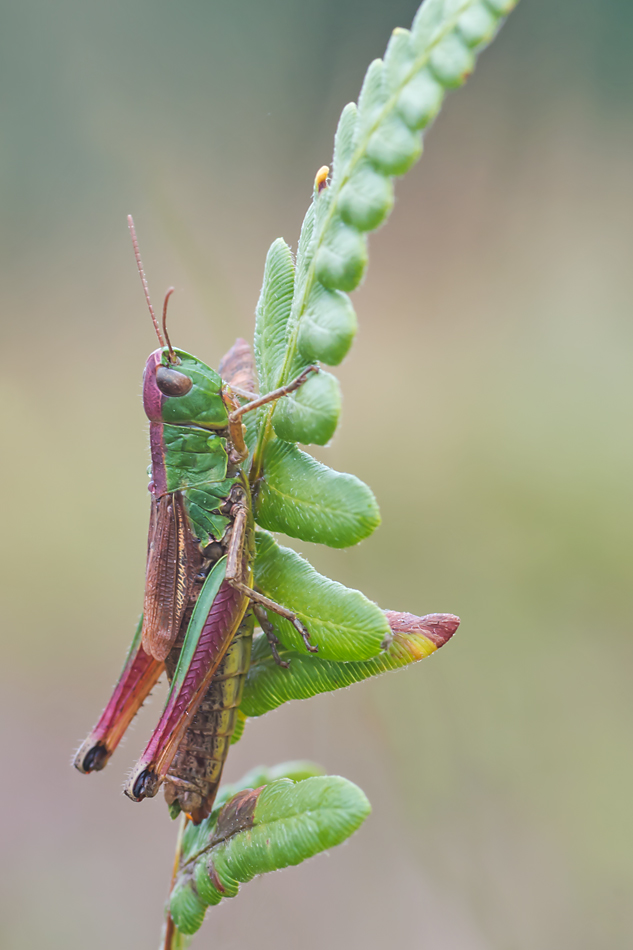Grashüpfer1_1.jpg
