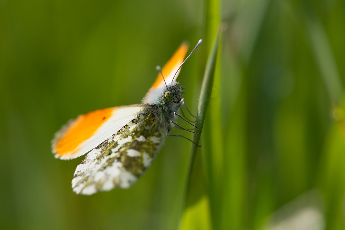 Autorafalter-RAW-in-JPG-unbearbeitet.jpg