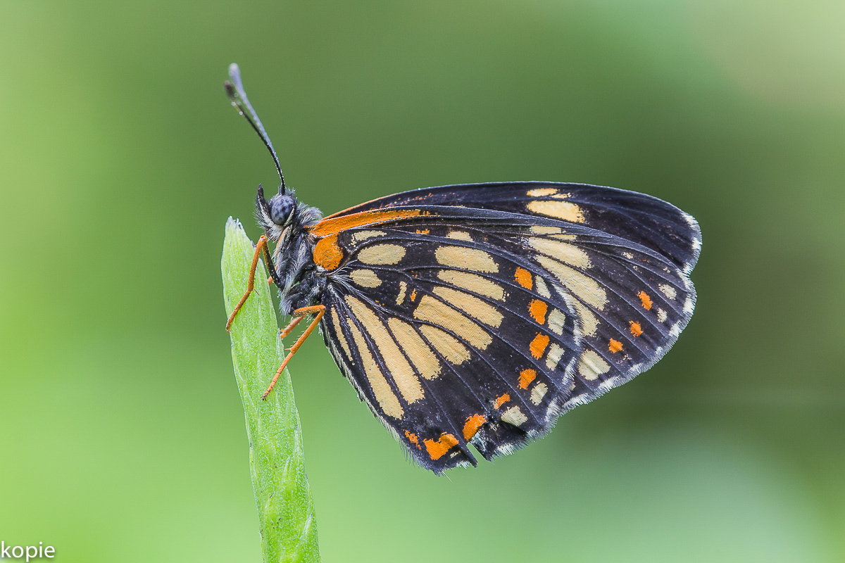 Falter von Perter-753.jpg