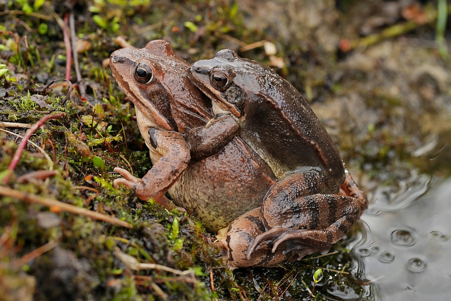 Rana dalmatina Springfrosch Kopula (25).JPG