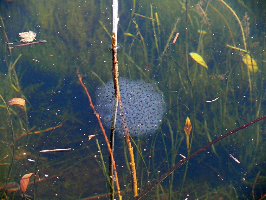 Rana dalmatina Springfrosch-Laich (49).JPG