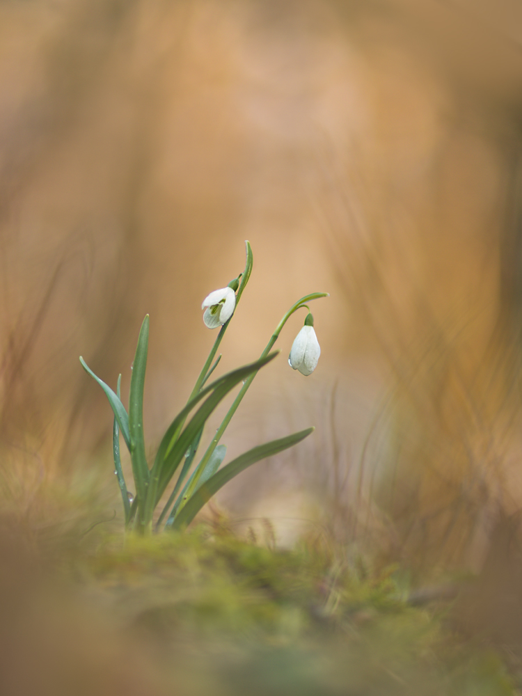 Galanthus-GG020540.jpg
