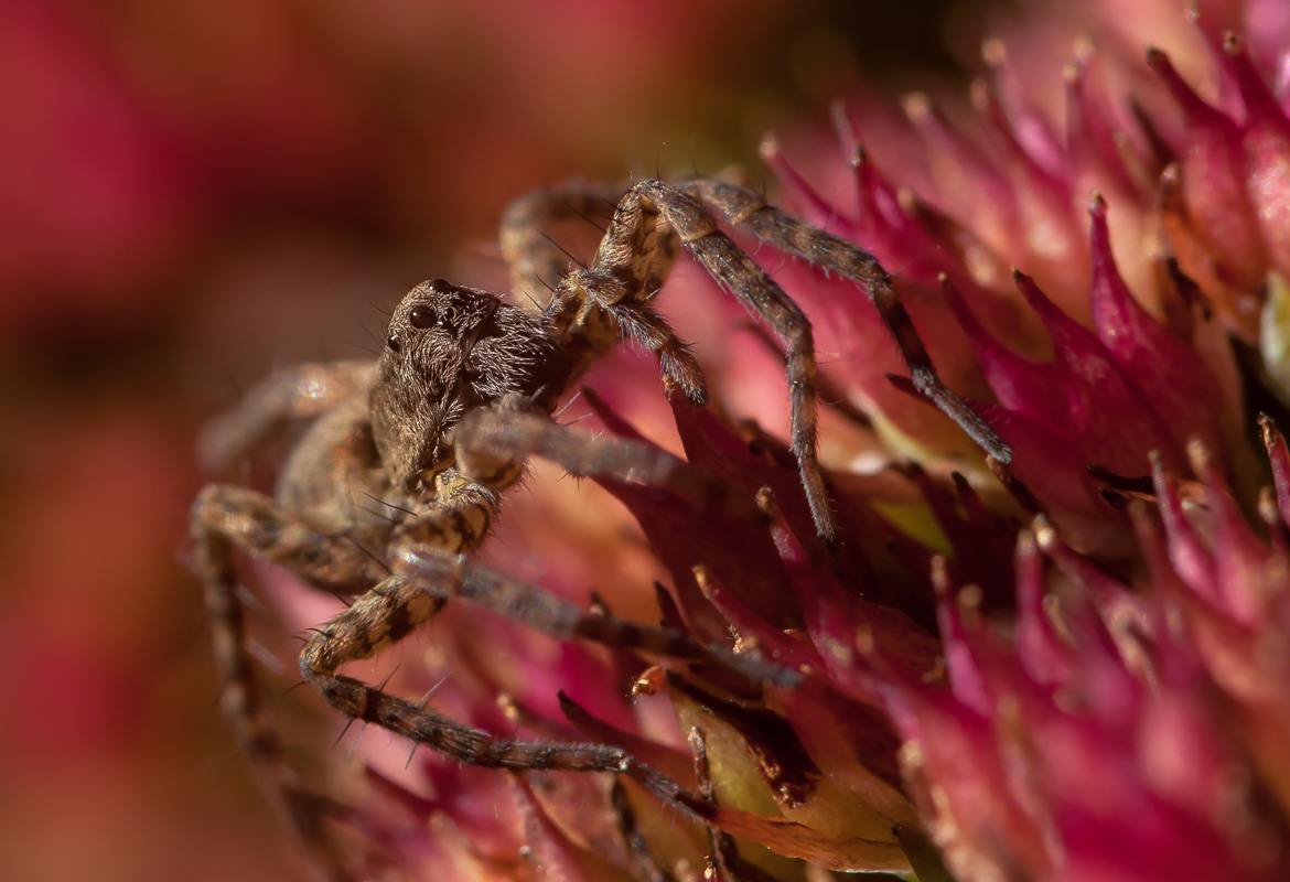 Spinne 10.jpg