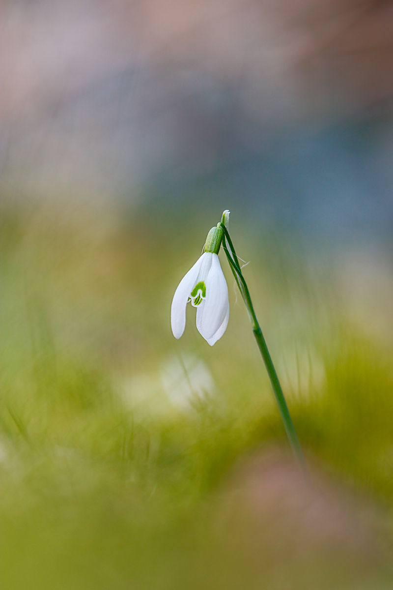 Schneegloeckchen160315_HF_V1jpg.jpg