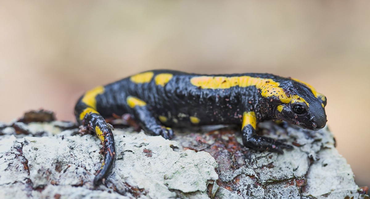 comp_ks10. April 20141136.jpg