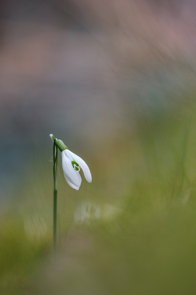 Schneegloeckchen150322_V1.jpg