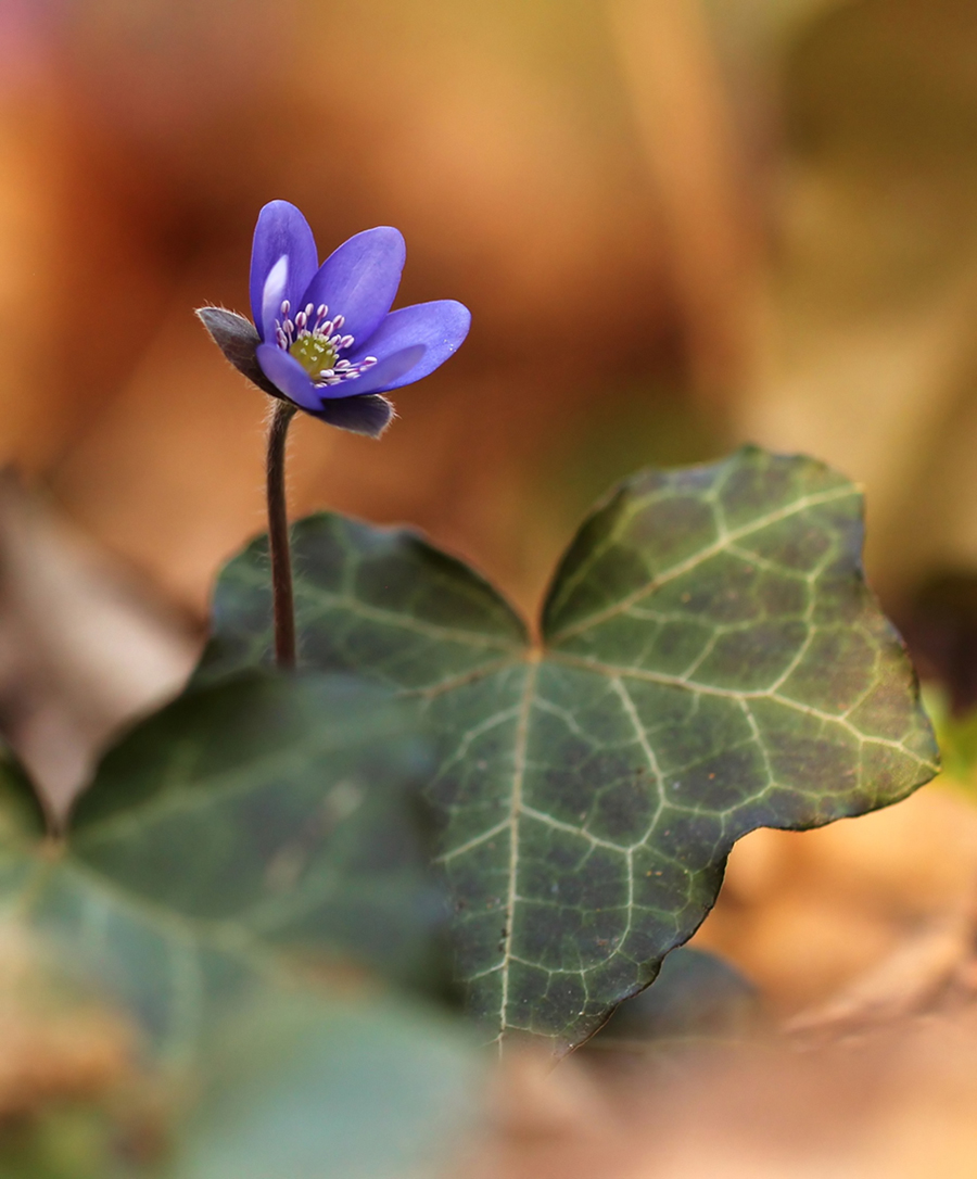 Leberblümchen.jpg