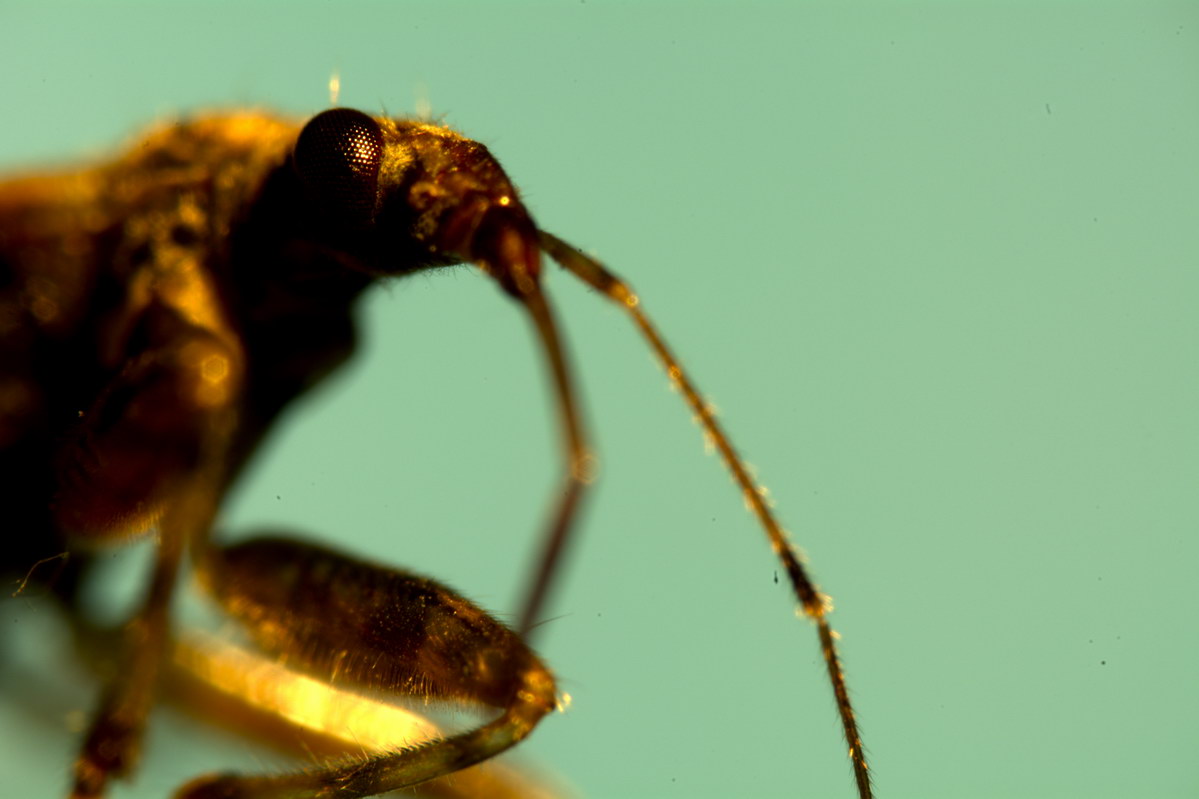 Blattwanze M-Plan 20 ABM 20 031.jpg