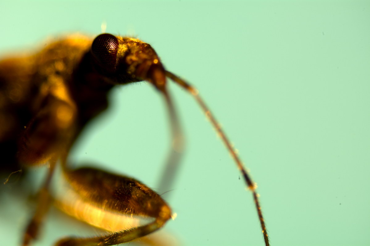 Blattwanze M-Plan 20 ABM 20 032.jpg