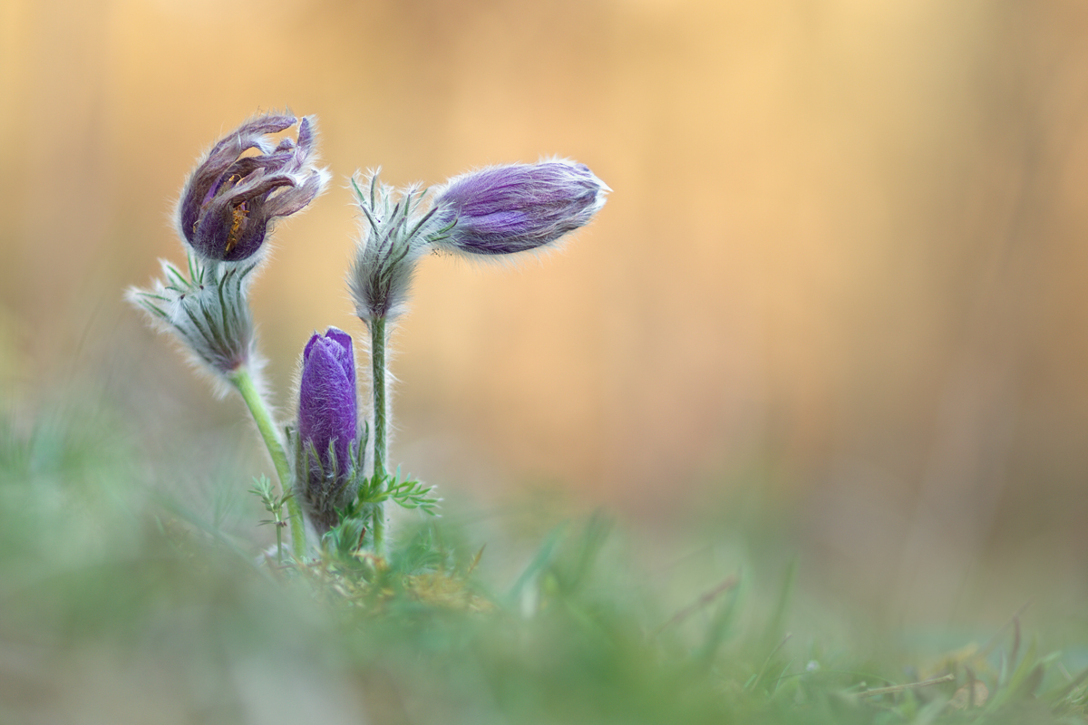 Pulsatilla-vulgaris-GG301460.jpg