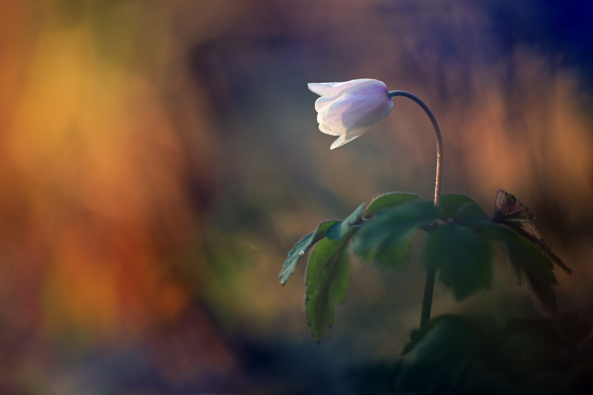 Psychedelisches-Buschwindröschen-zwischen-Farben-(Anemone-nemorosa).jpg
