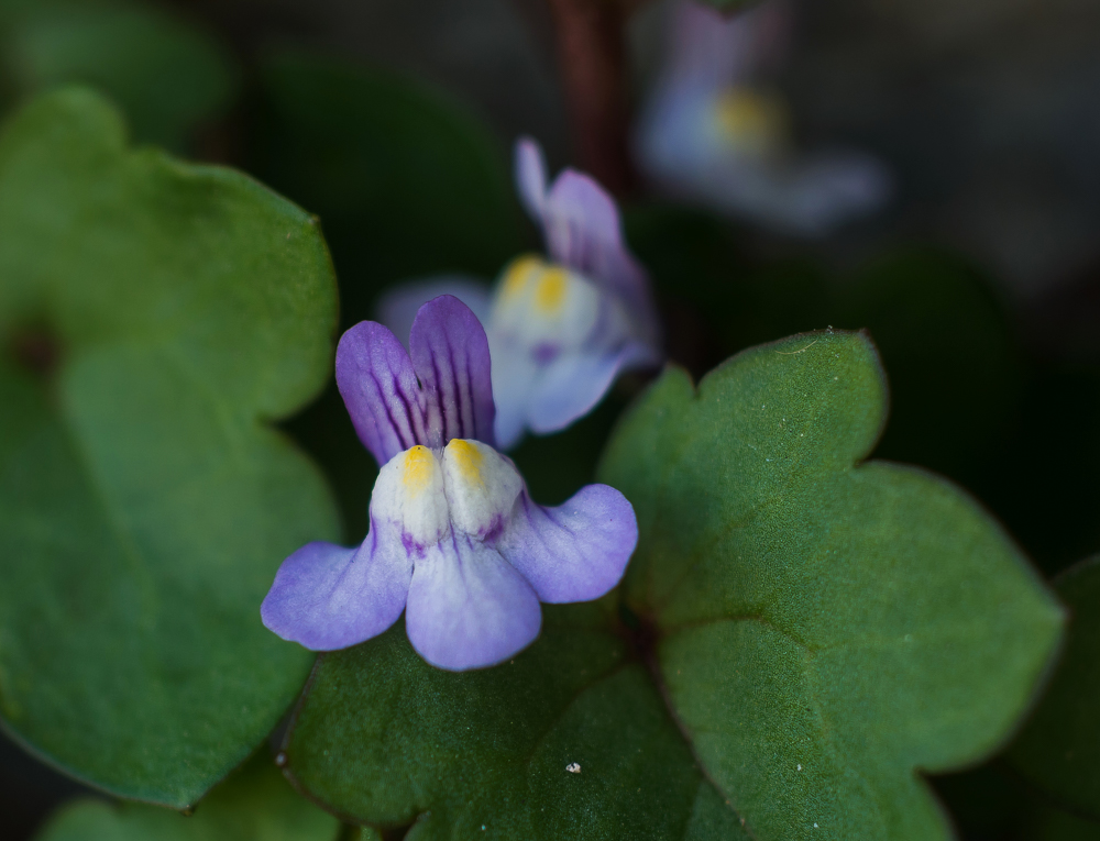P1100716-1.jpg
