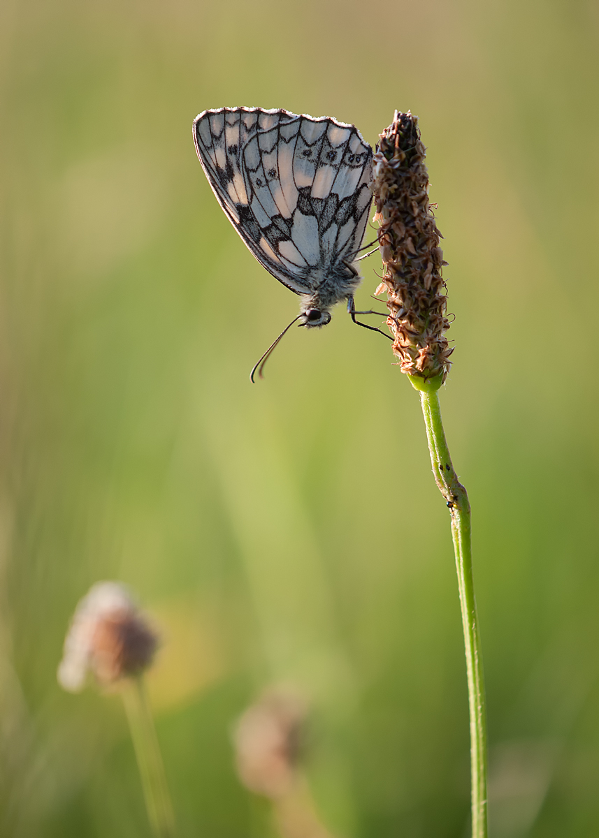 DSC_4577-2.jpg