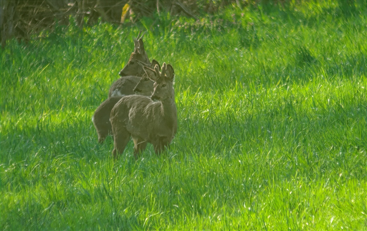 DSC_0084.jpg