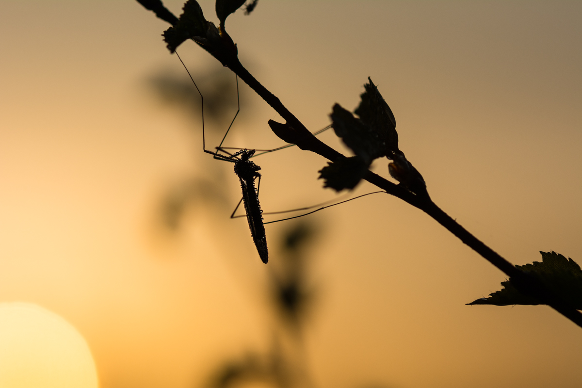 Morgens im Gegenlicht-2609.jpg