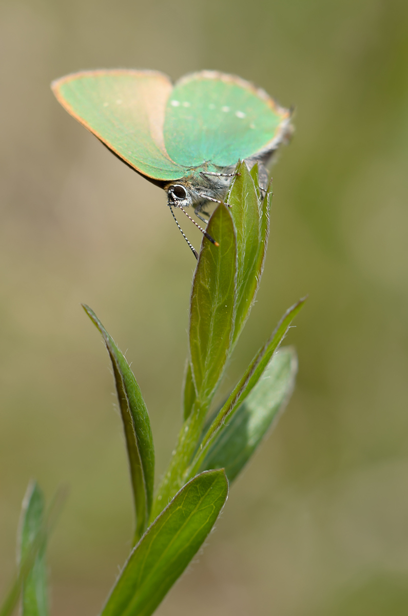 DSC_0040-1_filtered-1200.JPG