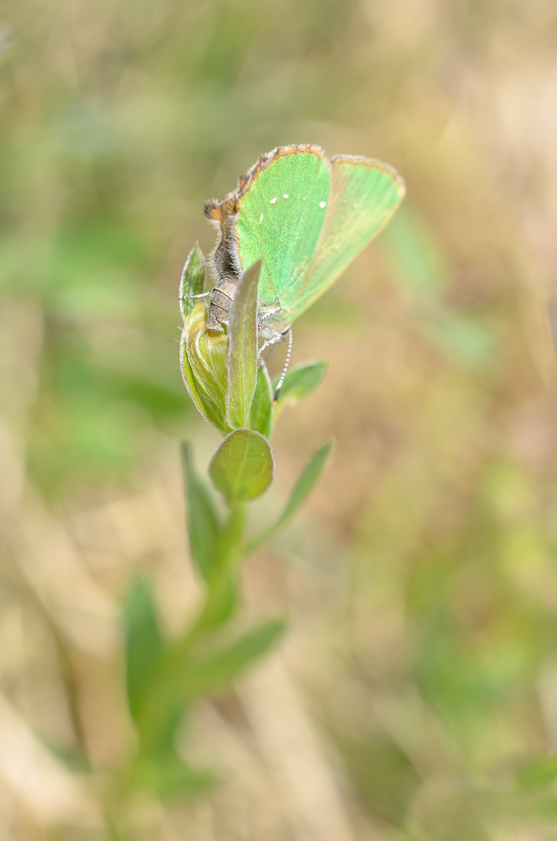 DSC_0077-1_filtered-1200.JPG