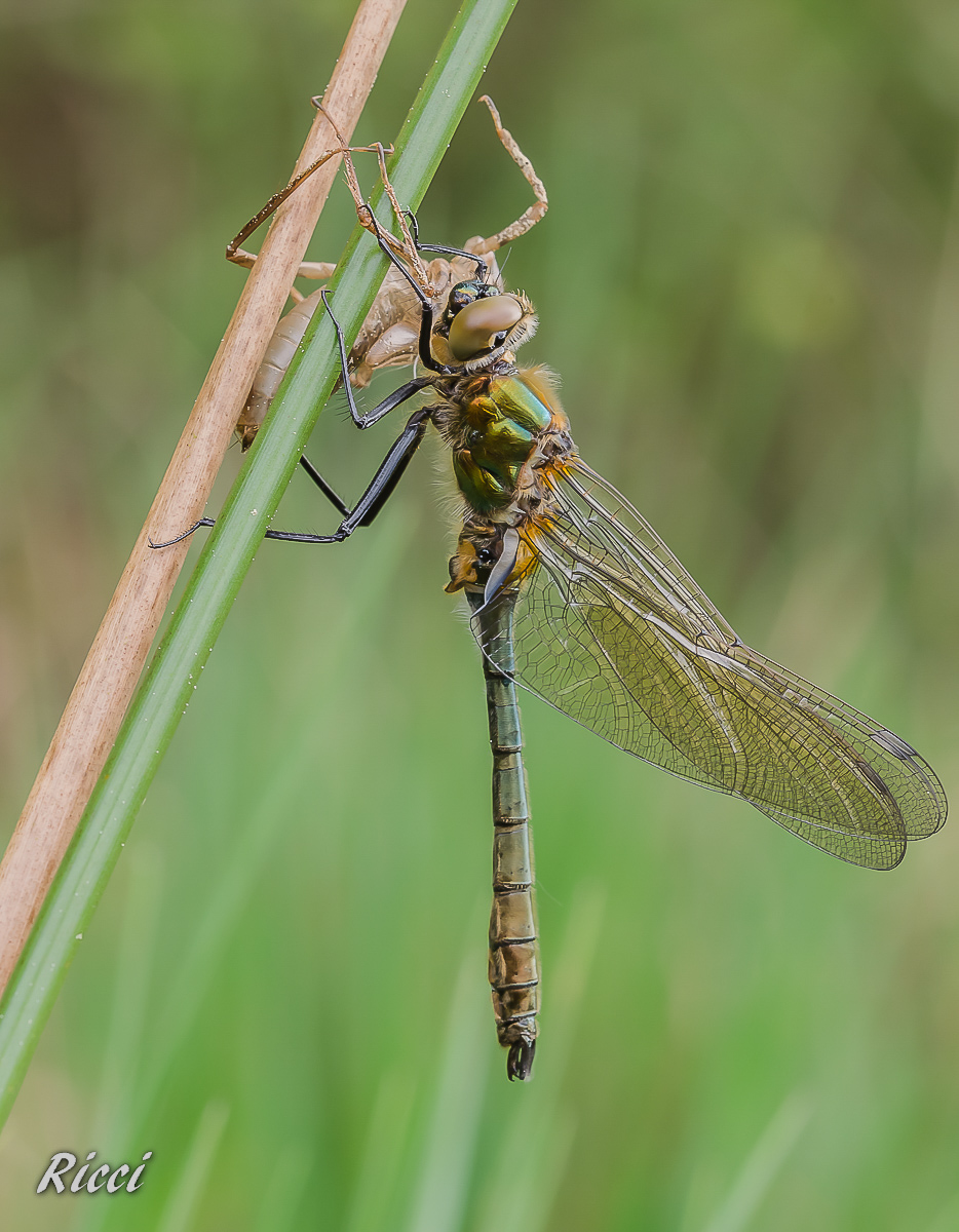 Ricci07. Mai 2015Ricci07. Mai 2015DSC_0107.jpg
