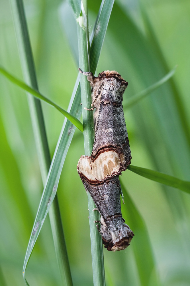 9.5.2015 003Mondvogel.JPG