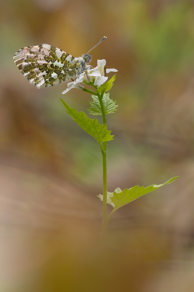Anthocharis-cardamines_kompr.jpg