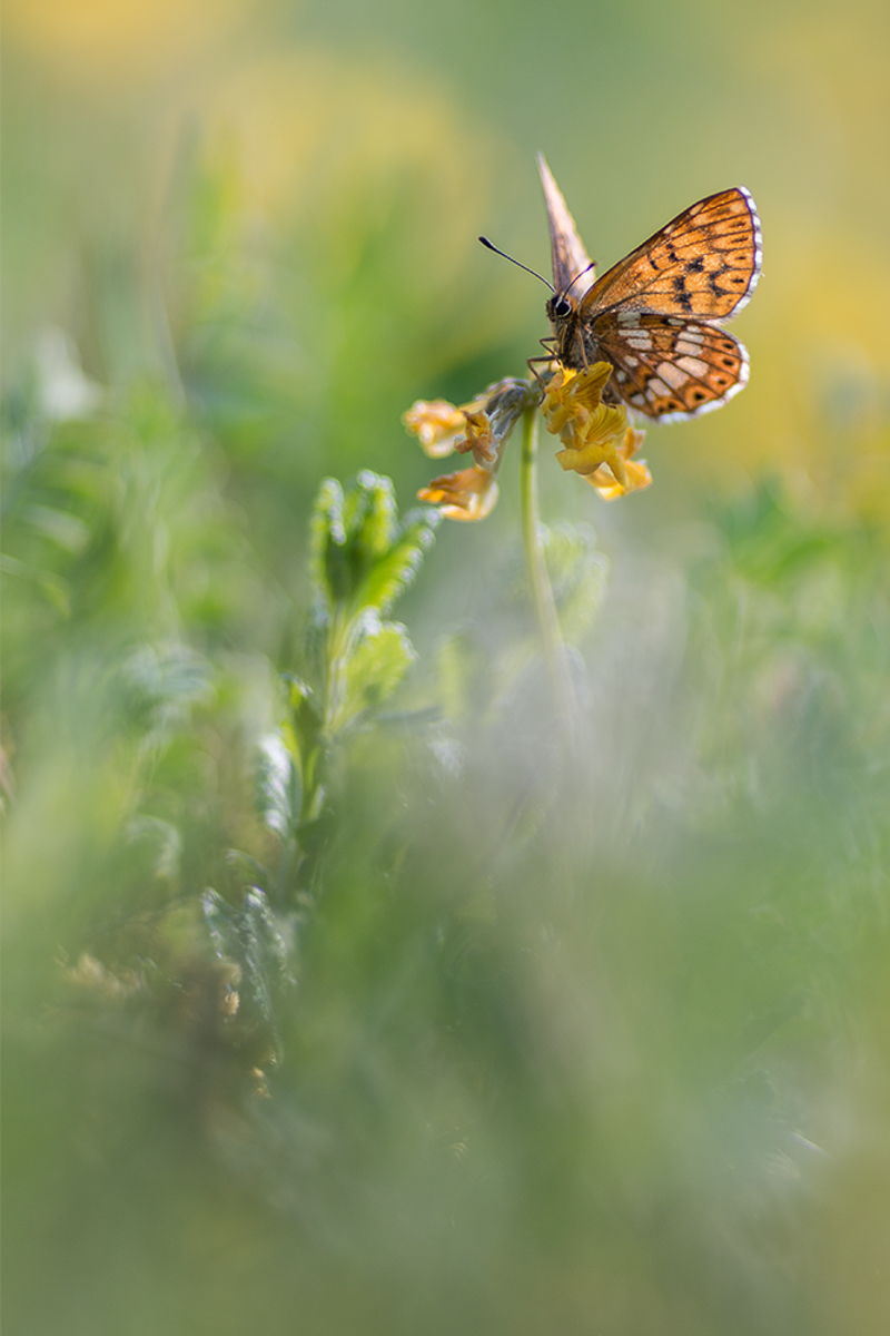 Schlüsselblumen-Würfelfalter, (Hamearis lucina).jpg