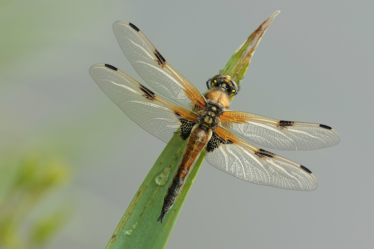 Libellula quadrimaculata_m_frisch_IMG_1009.jpg