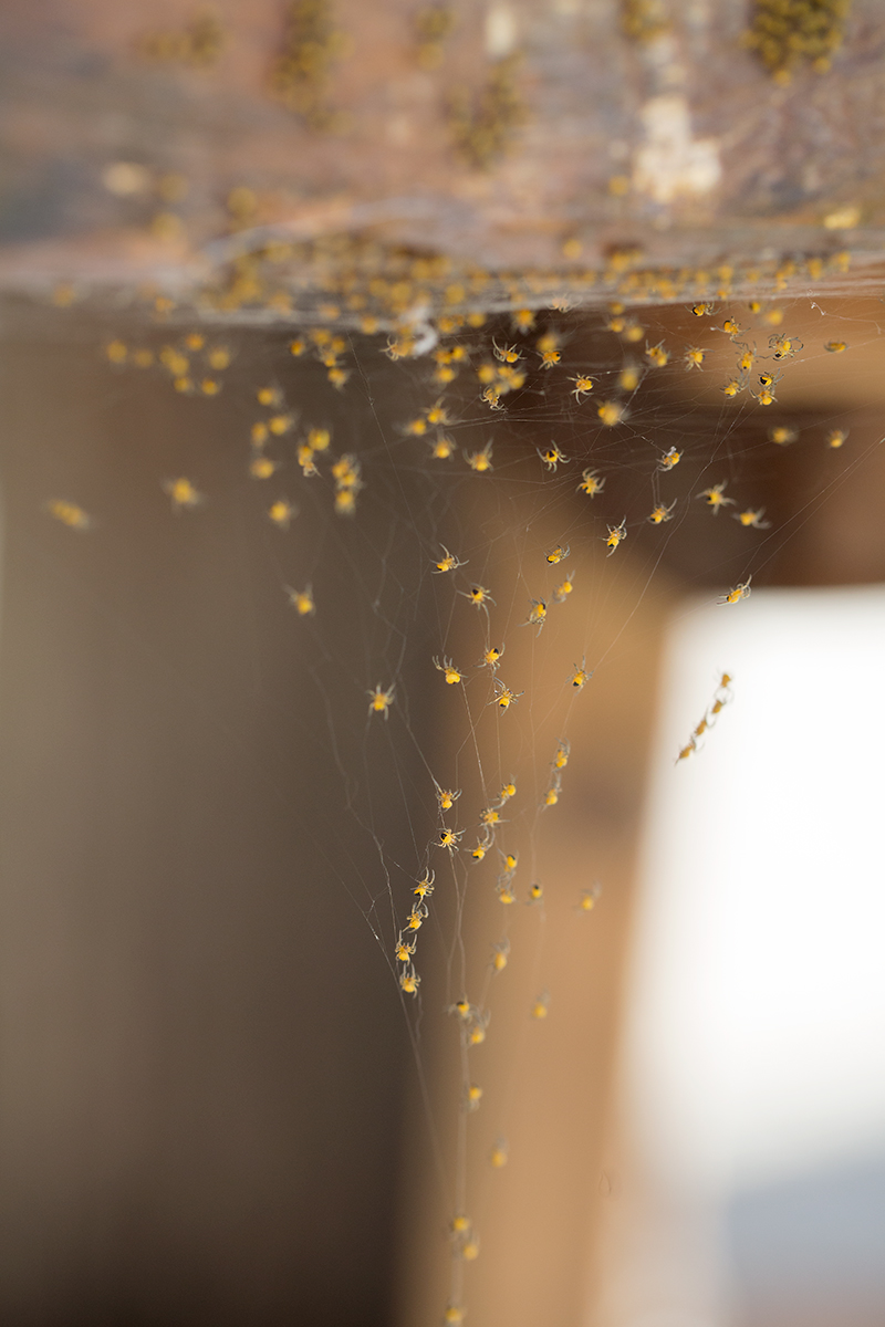 20150524_4348-spinnen-w.jpg