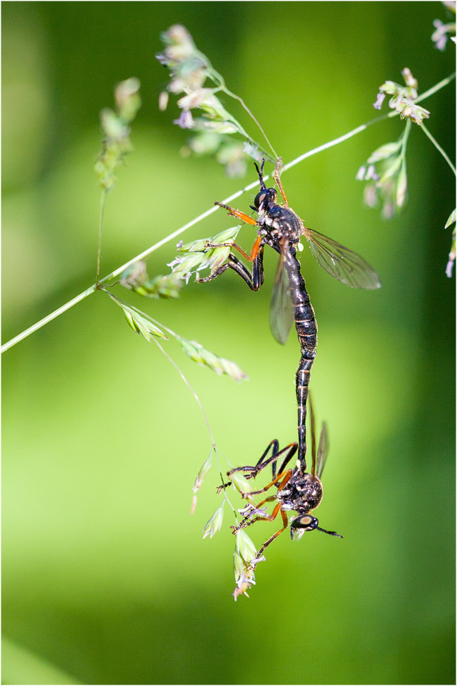 Dioctria-rufipes---Höcker-Habichtsfliege-paarung.jpg