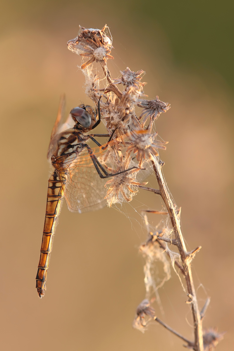 Trithemis annulata_w_IMG_2974b.jpg