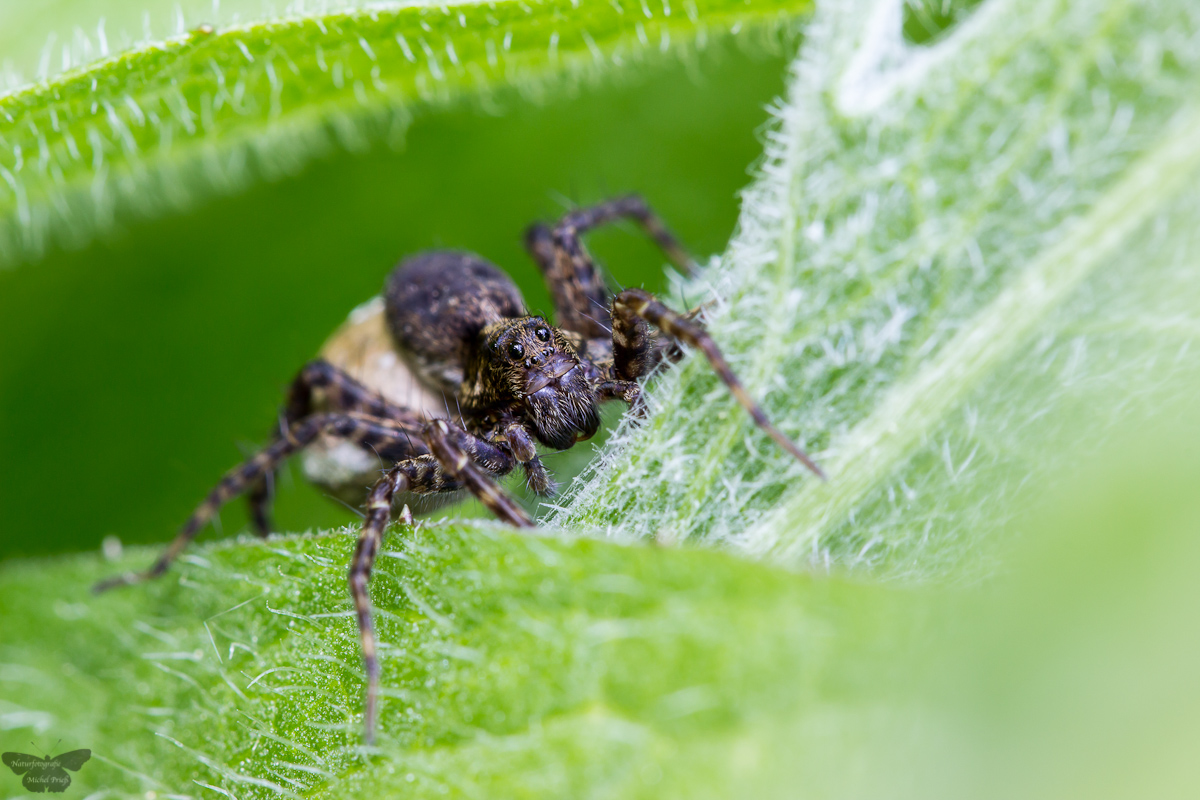 Wolfspinne Forum F10 12.6.15.jpg