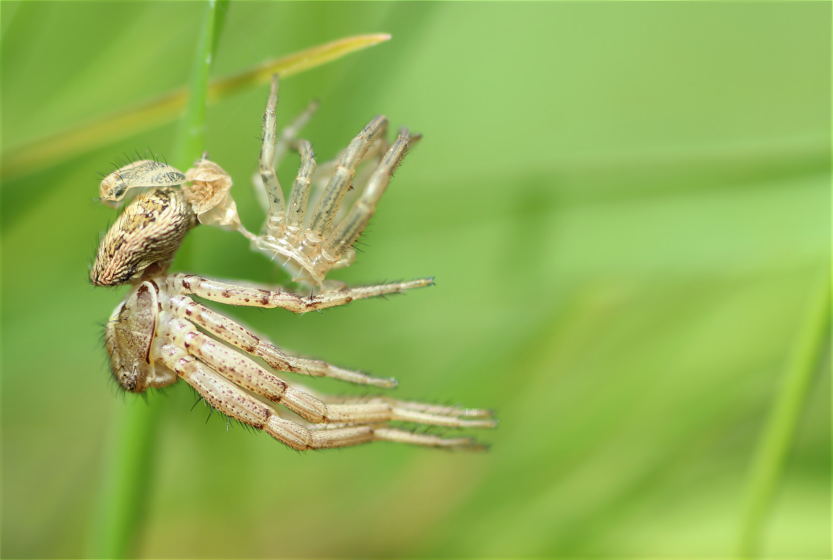 xysticus moult 01makro.jpg