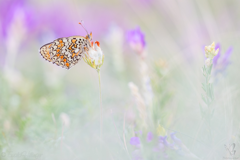Melitaea_phoebe-Flockenblumen_Scheckenfalter_E31G0911.jpg
